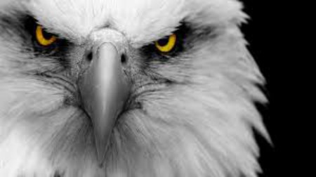 Eagle Face.jpg
