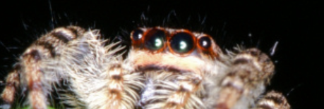 Salticidae.PNG