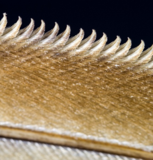 Run your beak down the length to engage with next feather..PNG