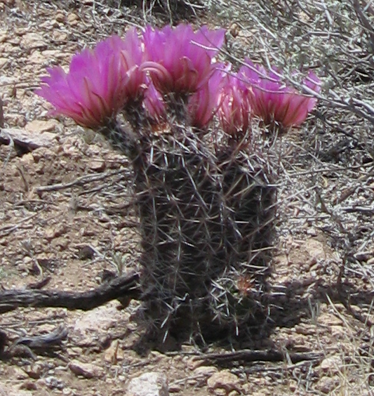 Desert in bloom. pretty but better not touch..PNG