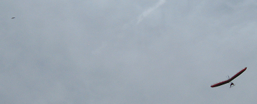 Hawk marks the thermal..PNG