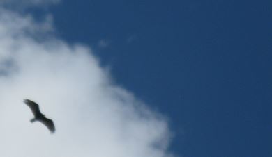 Turkey Buzzard soaring Matt's Mt. Rubbing it in..JPG