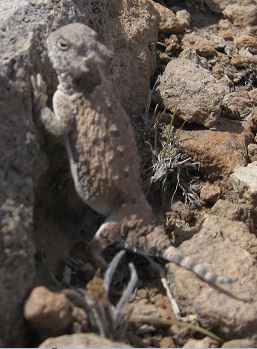 Close up of Al.JPG
