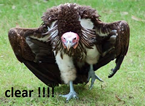 vulture.jpg