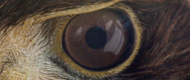 Eye Hawk.png