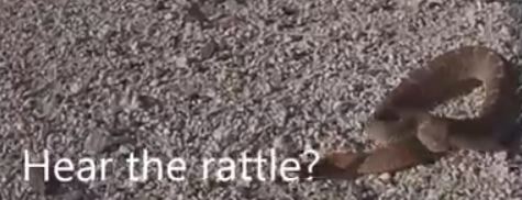 Volcanic Peak Snake.JPG