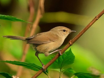 Bush Warbler.jpg