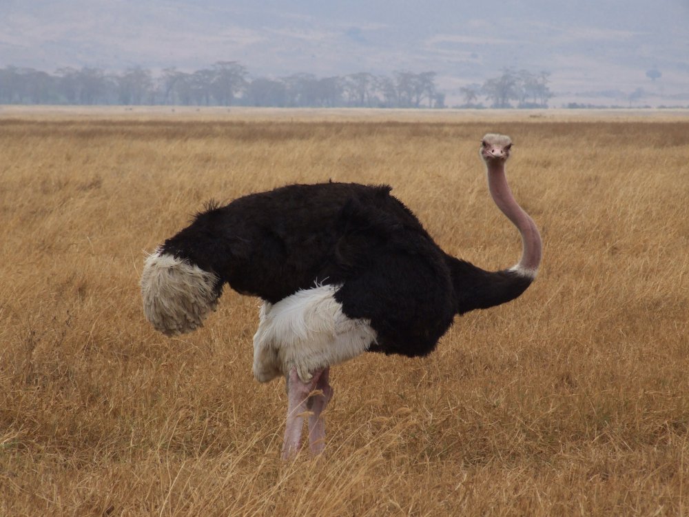 Ostrich Pict.jpg