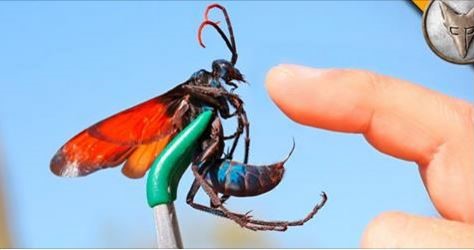 Hawk Sting.jpg