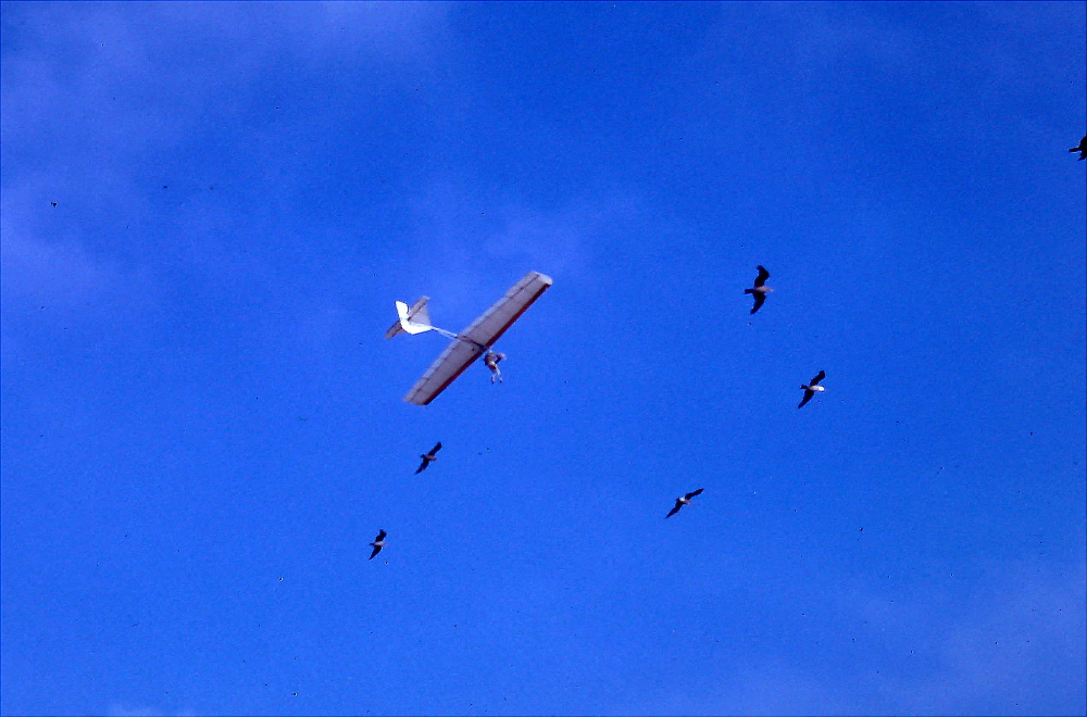 Volmer flying with gulls, Torrance Beach 1973 R.jpg