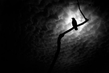 Moon Perch.jpg