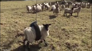 PARA SHEEP.jpg